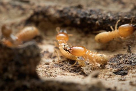 Pest Extermination — Baby Termites Worker in Townsend, MA