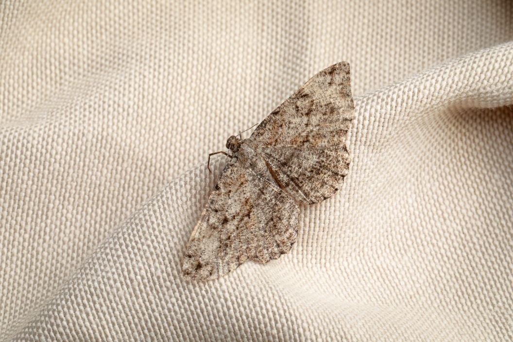 Moth with mottled gray wings resting on off-white fabric.