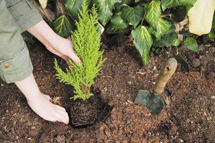 Planting