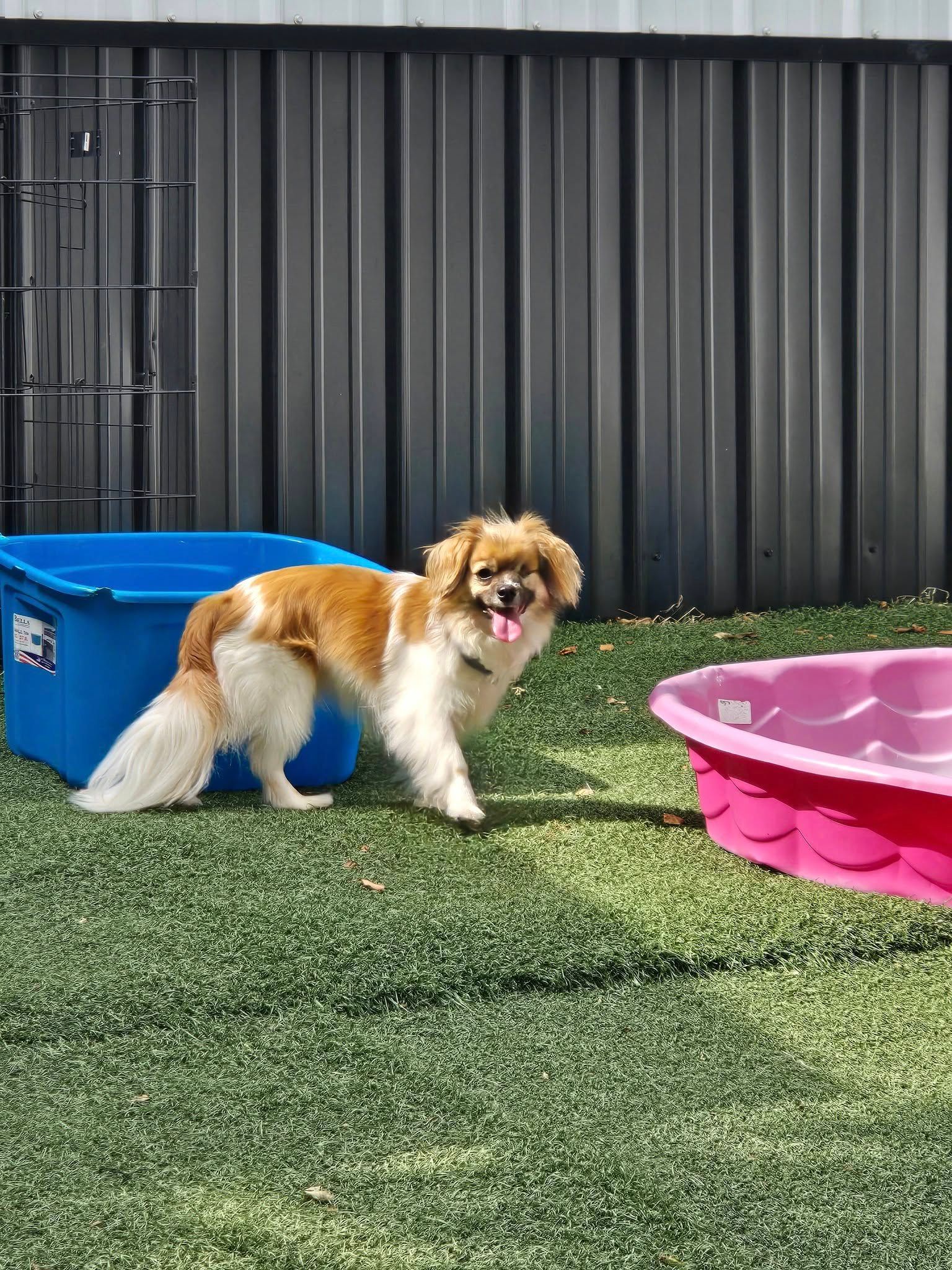 Happy, tan and white dog standing on green turf near blue bin and pink pool.