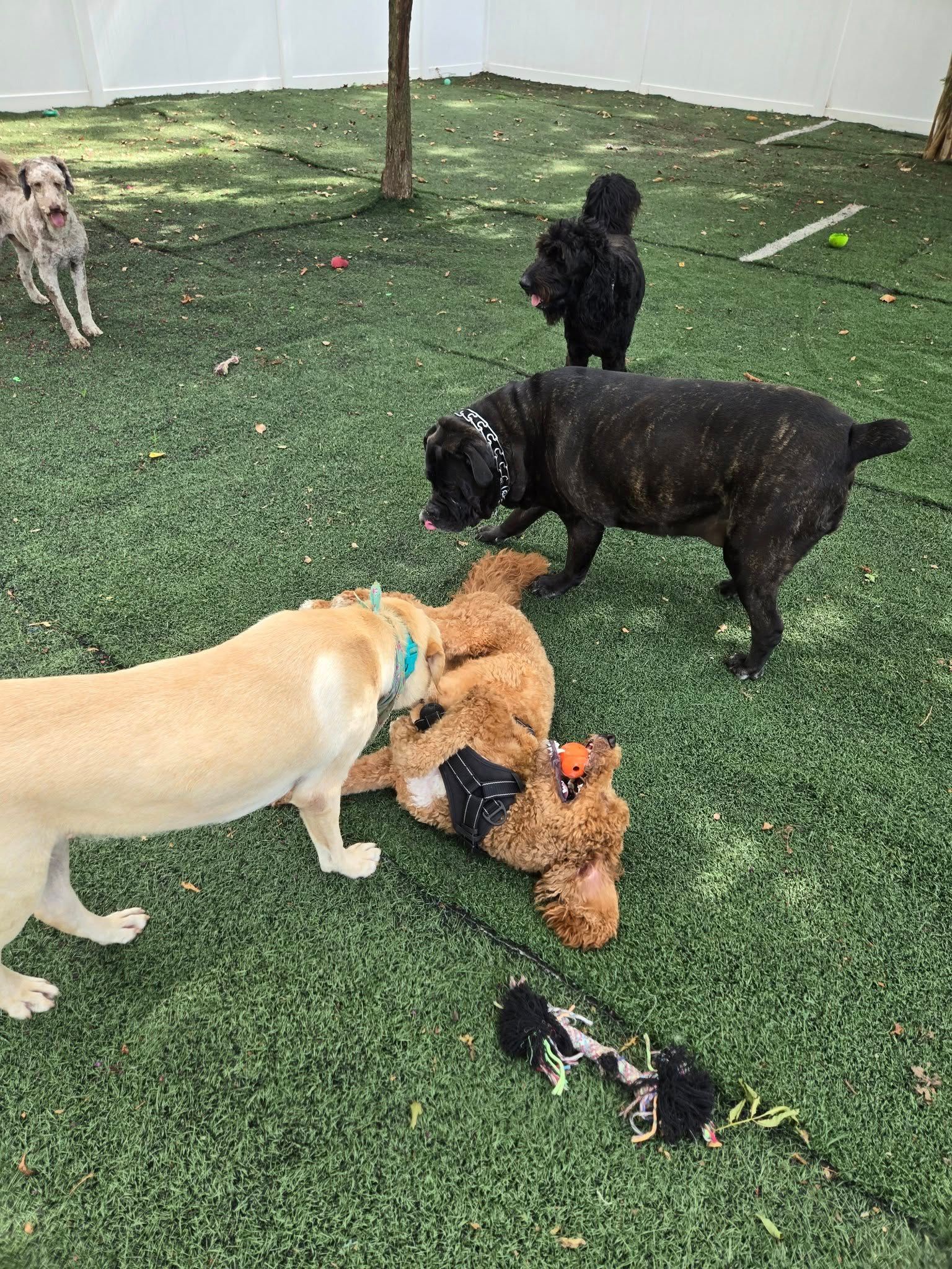 Dogs playing on artificial turf in a fenced yard.