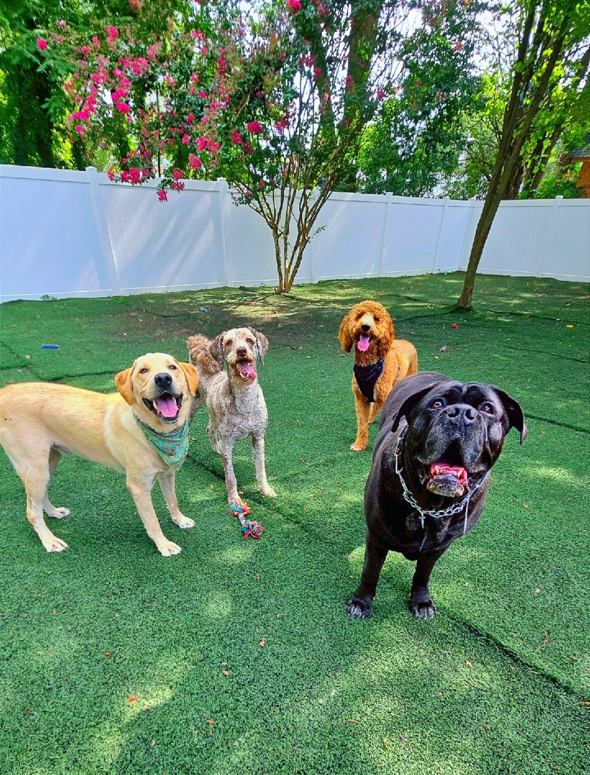 Four happy dogs on green turf near a white fence, under a tree.