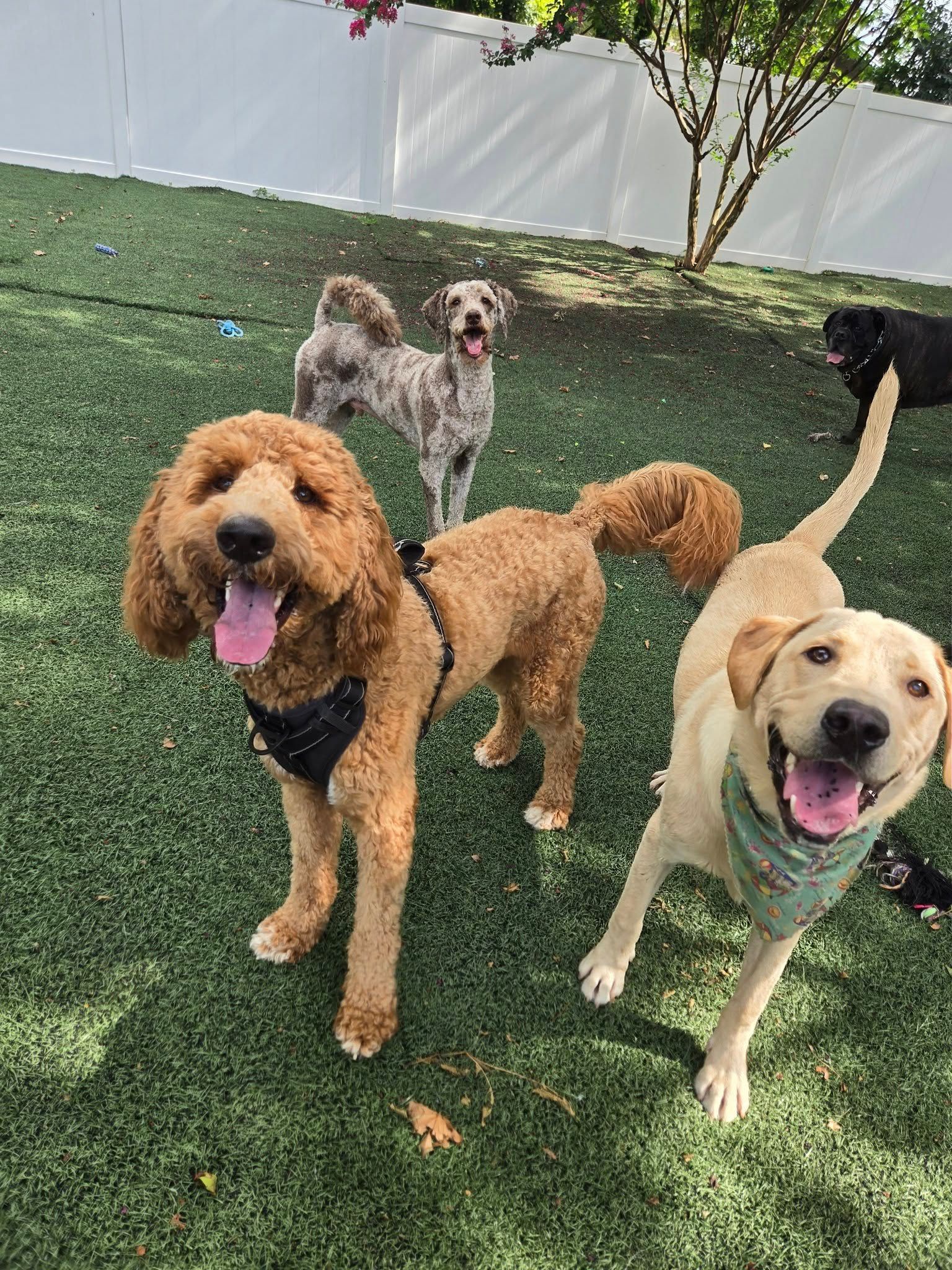 Four happy dogs in a grassy yard. One golden retriever, one tan lab, and two others.