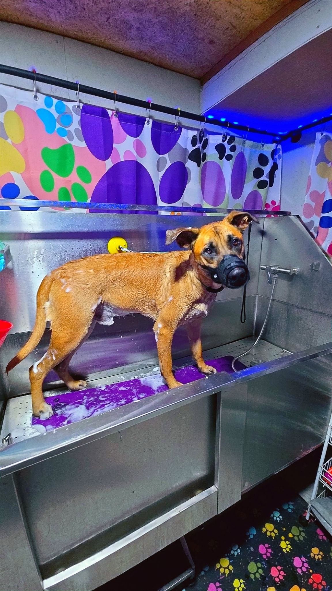 Dog in a grooming tub, wet fur, brown coat, purple soap on the floor, paws on the wall.