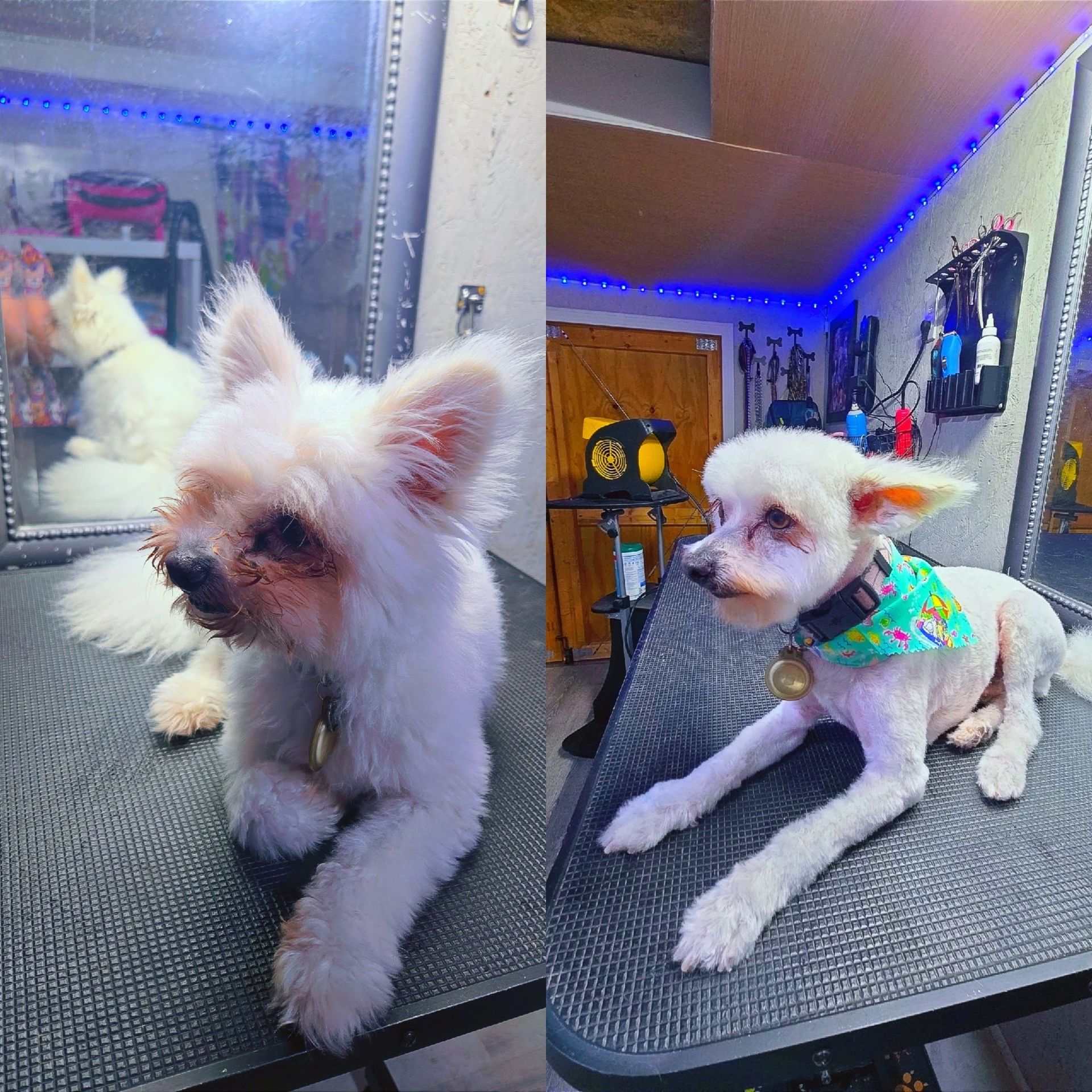 Two small white dogs; one with full fur, the other freshly groomed, sitting on grooming tables.