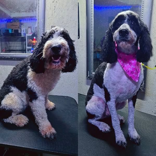 Dog before and after grooming, black and white with pink bandana.