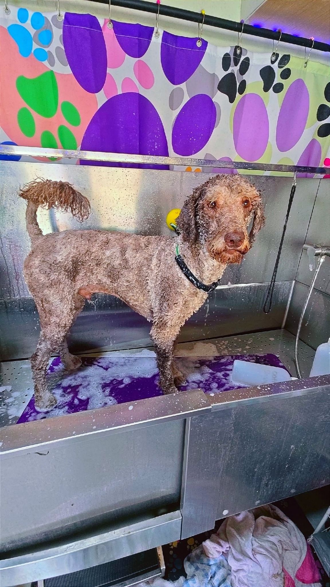 Wet brown dog in a metallic grooming tub with purple suds, under a patterned curtain.