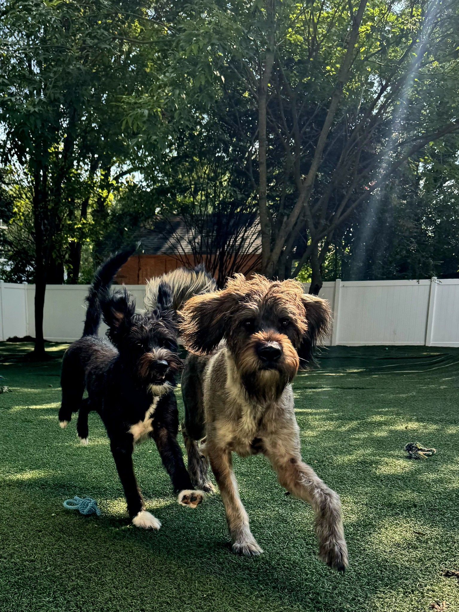 Two dogs, one black and white, one gray, running on green turf in a sunny yard.