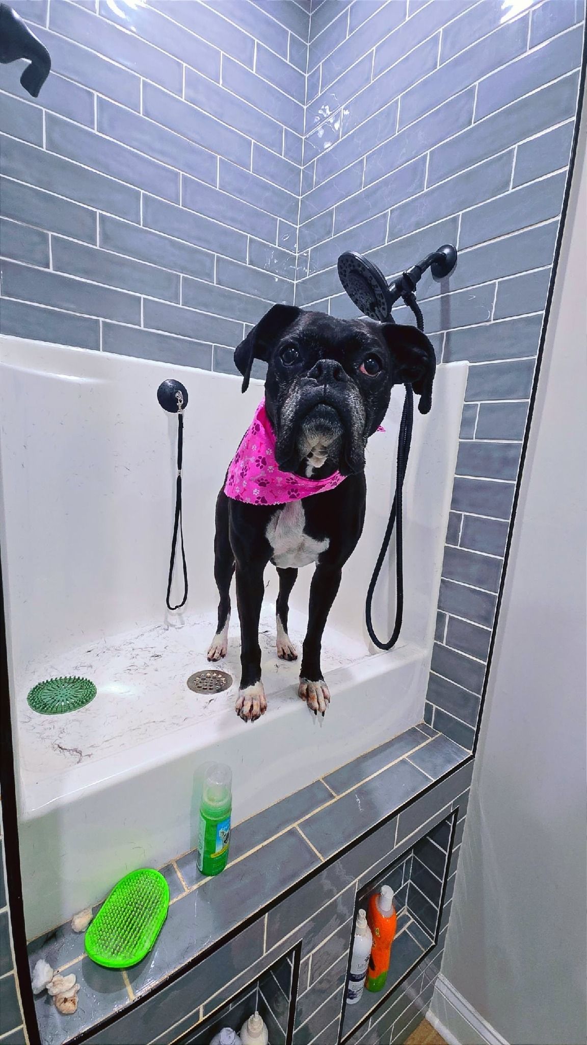 Dog in a dog wash station, wearing a pink bandana, looking at the camera with wet fur.