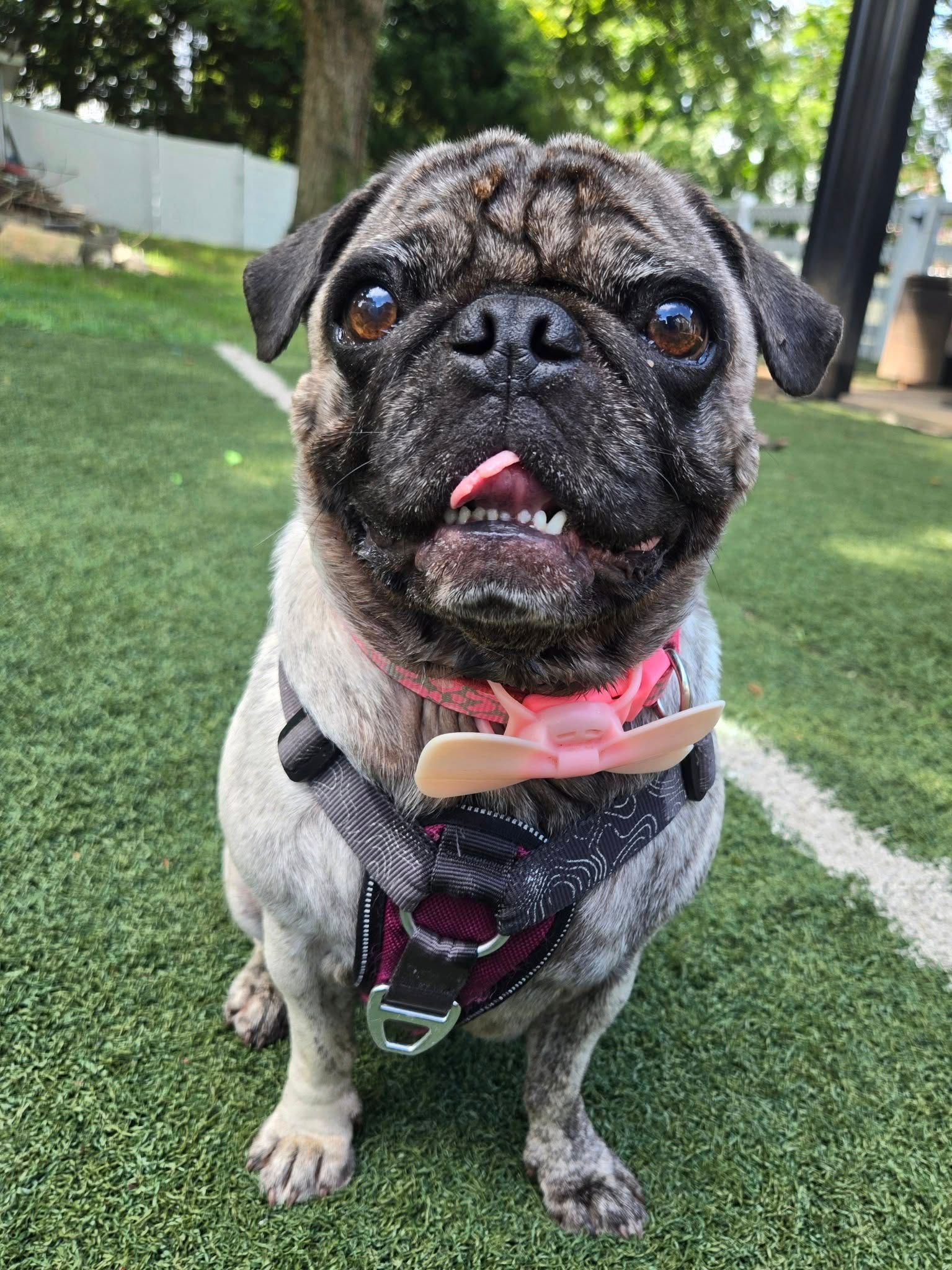 Gray pug wearing a pink harness and bow tie sits on green turf, tongue out, looking at the camera.