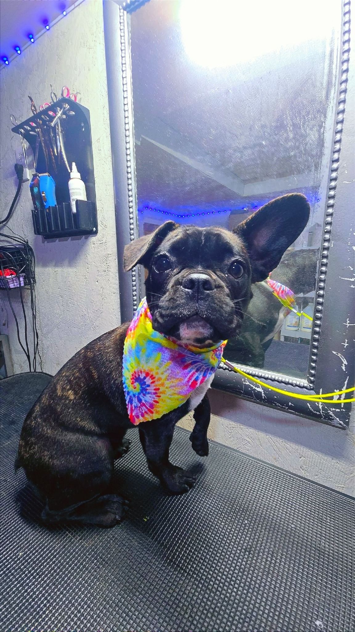 Black French Bulldog with tie-dye bandana sits near a mirror.