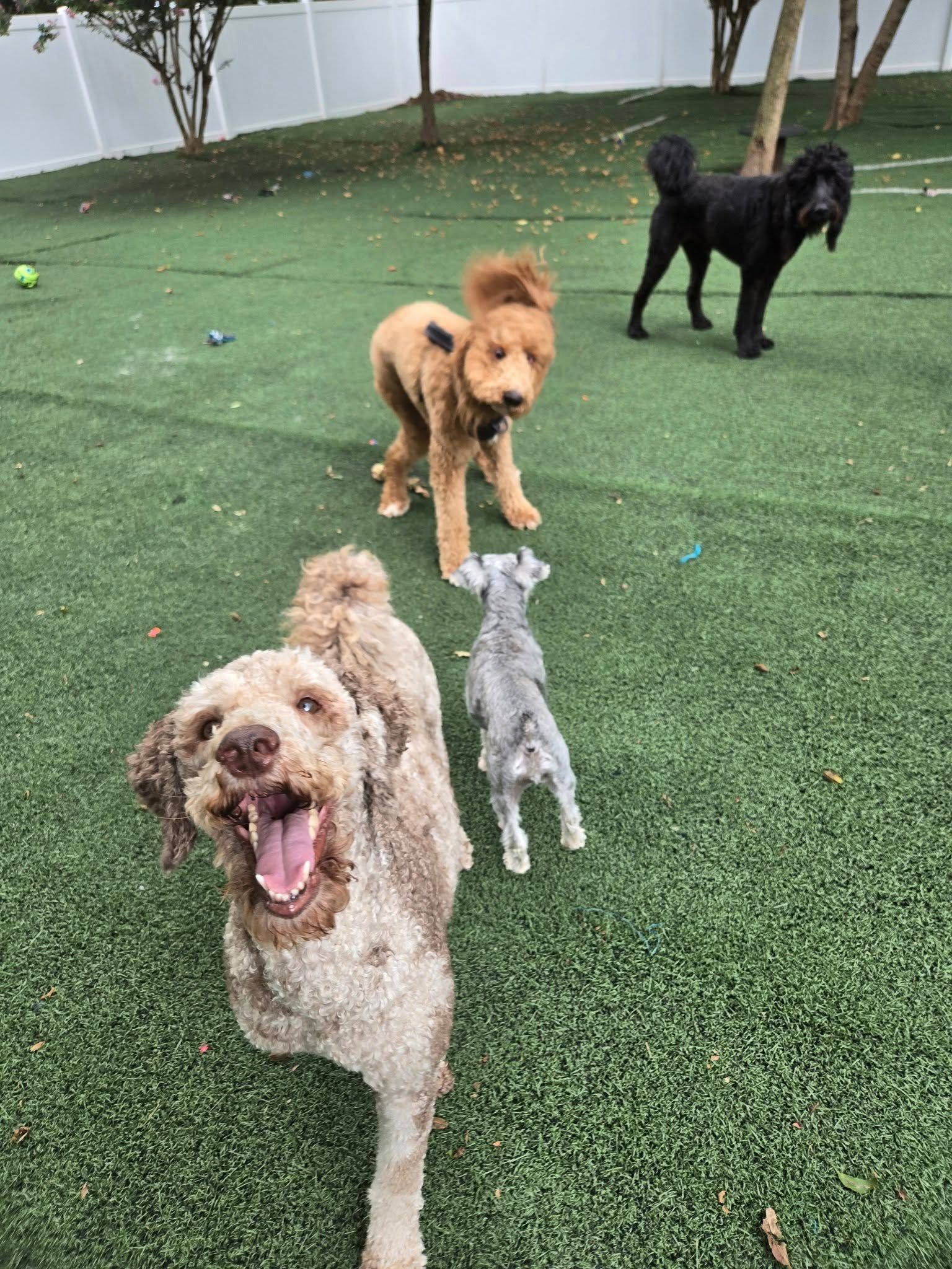 Dogs playing on green turf: a happy doodle, a gold doodle, black poodle, and gray Schnauzer.
