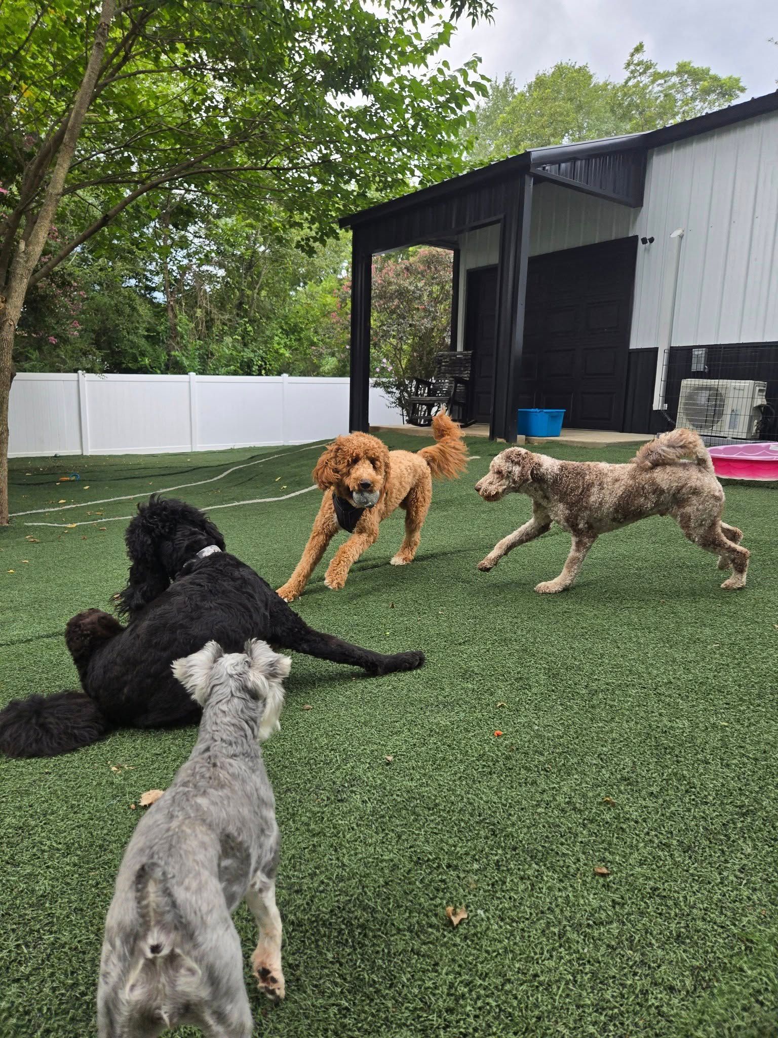 Four dogs playing on green turf; one black poodle lying down, others running and excited.