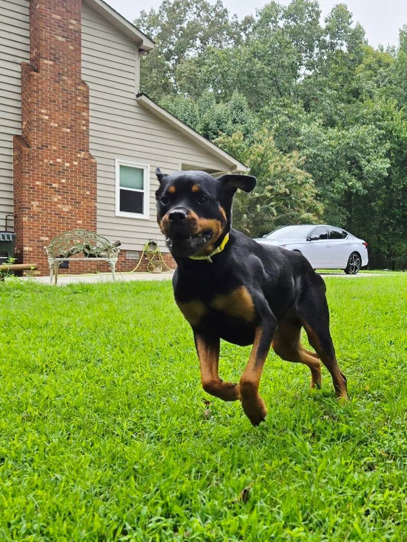 Rottweiler dog with black and tan fur running on green grass in front of a house.