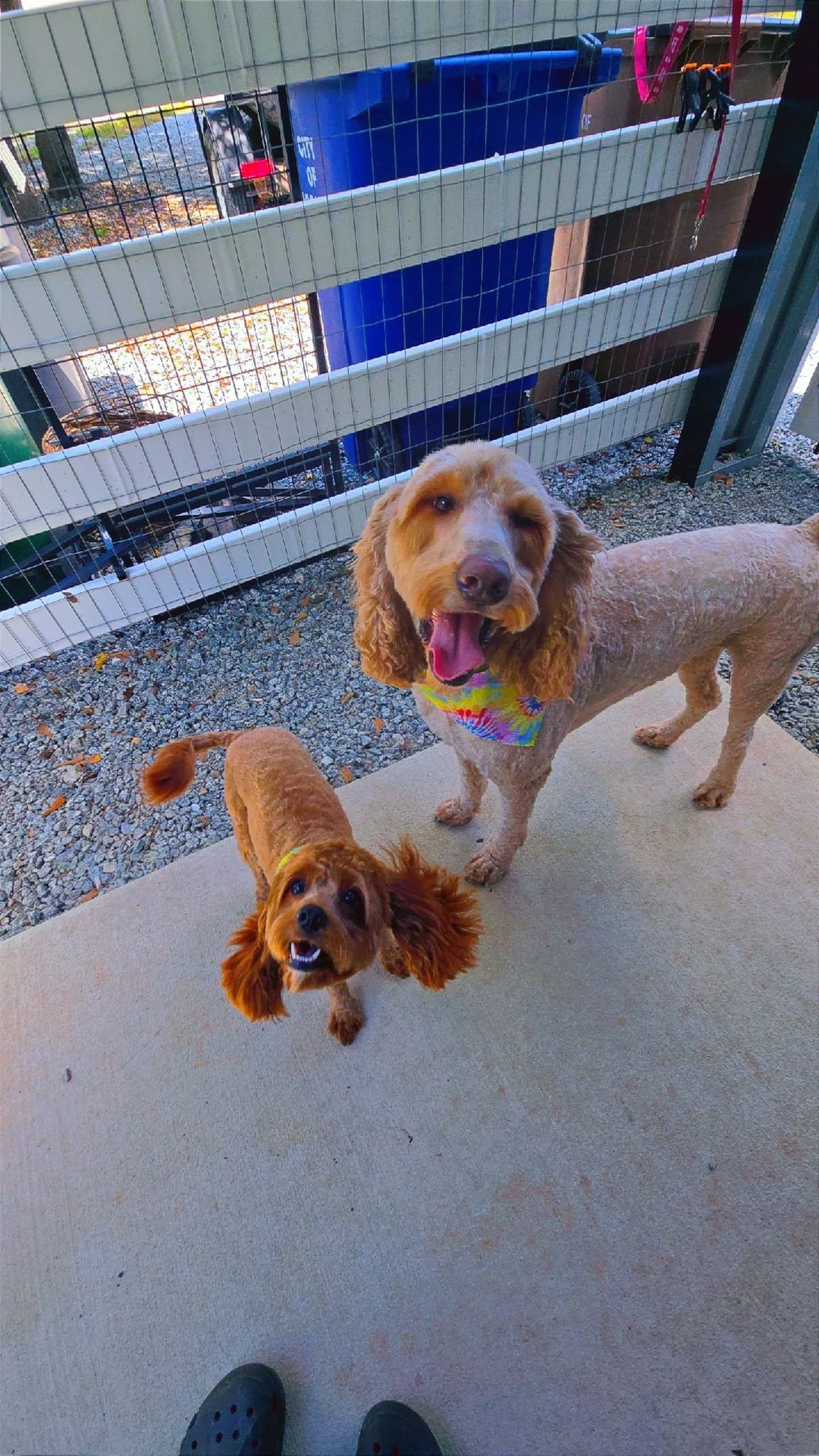 Two brown poodles outdoors, one smaller looking up, the larger smiling with a colorful collar.