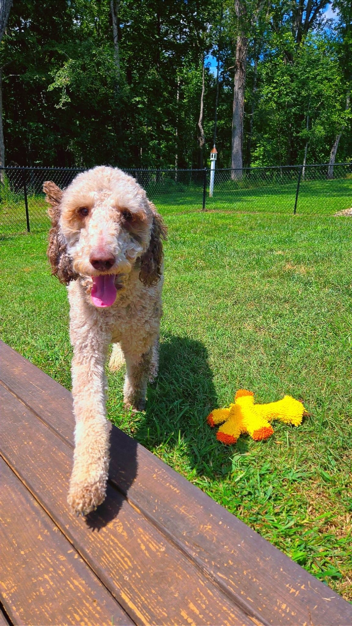 Happy tan and brown dog walking on a wooden deck toward the viewer, with a toy on the grass.