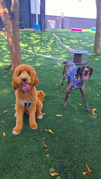 A golden doodle and a German shorthaired pointer sit in a grassy dog park.