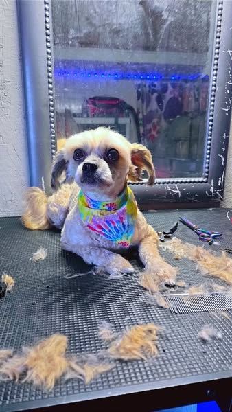 Dog with shaved fur, wearing a tie-dye bandana, sits on grooming table, hair clippings scattered around.