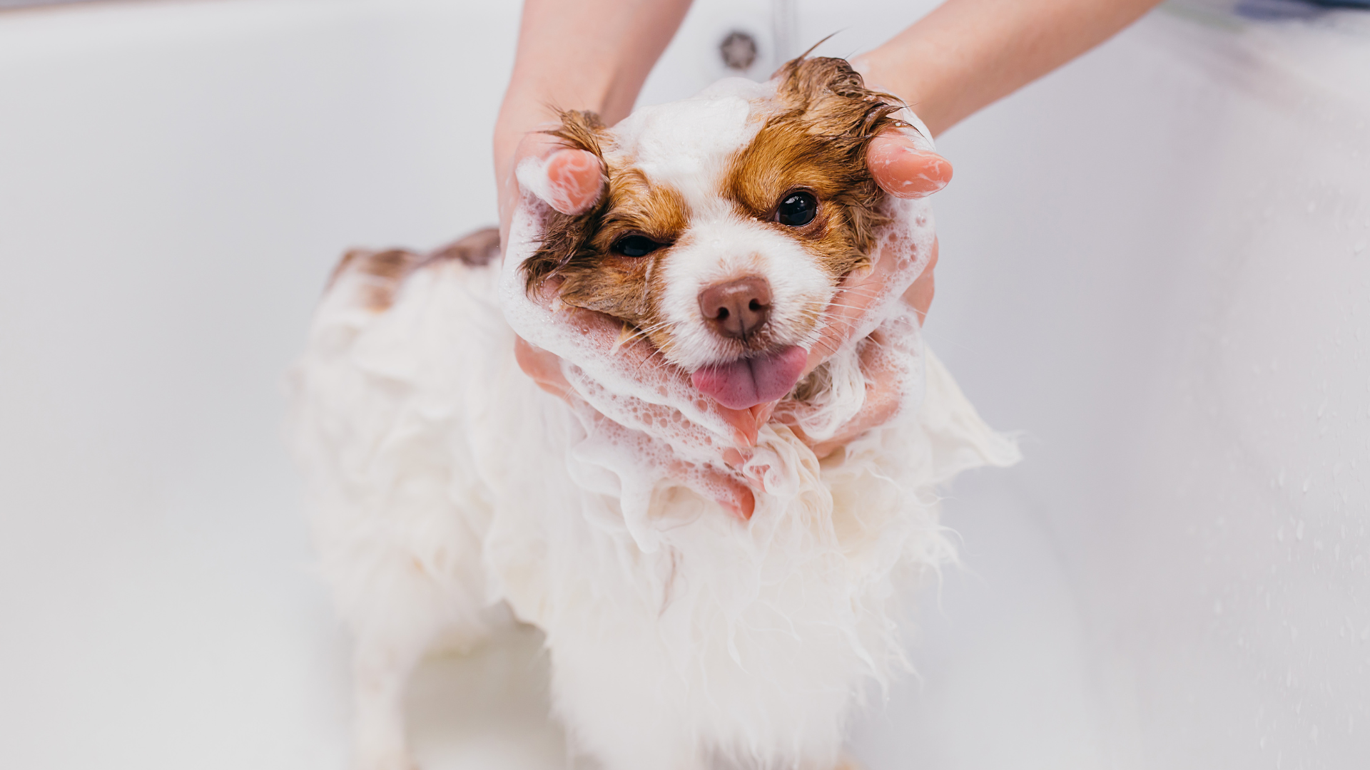 A white and brown dog being washed in a tub, with suds on its face.
