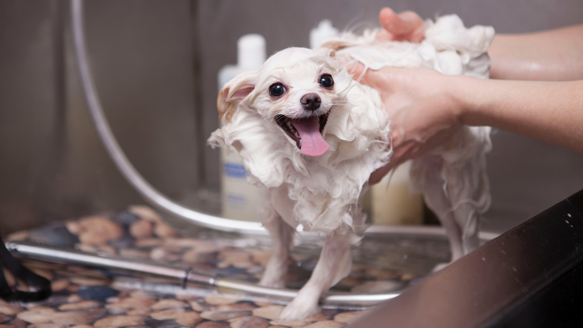 A small white dog gets a bath in a salon, with a person's hands lathering its fur, happy expression.