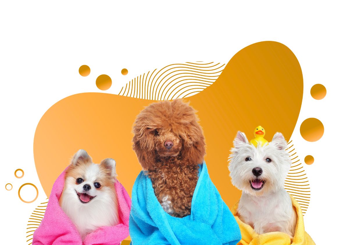 Three dogs in bathrobes against an orange and gold background, appearing pampered.
