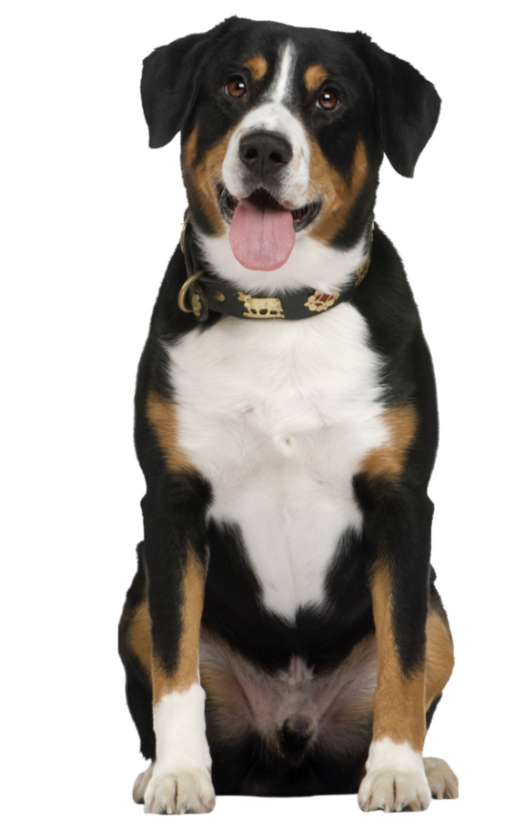 Greater Swiss Mountain Dog, tricolor coat, sitting with tongue out.