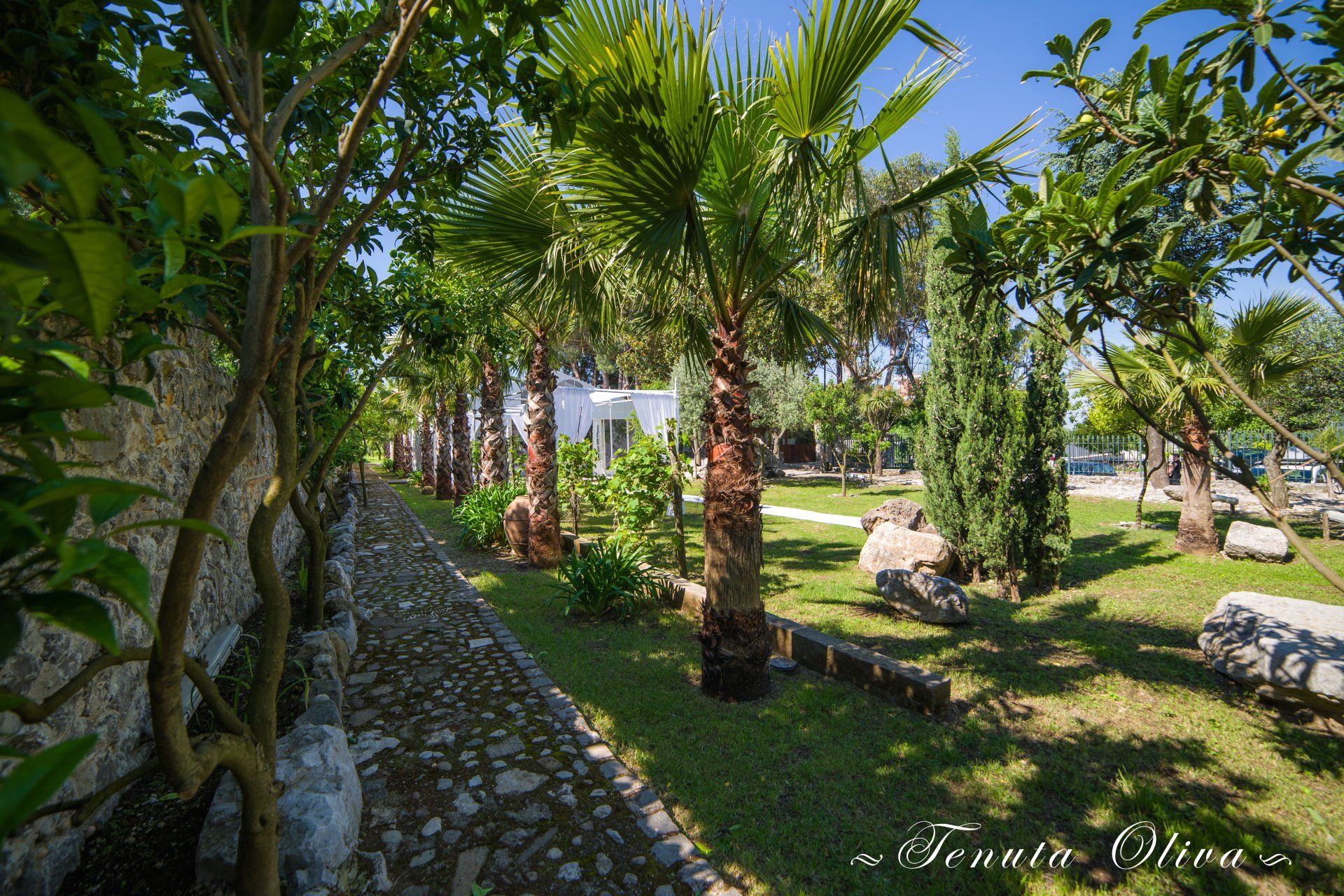 giardino di un ristorante con palme e arbusti