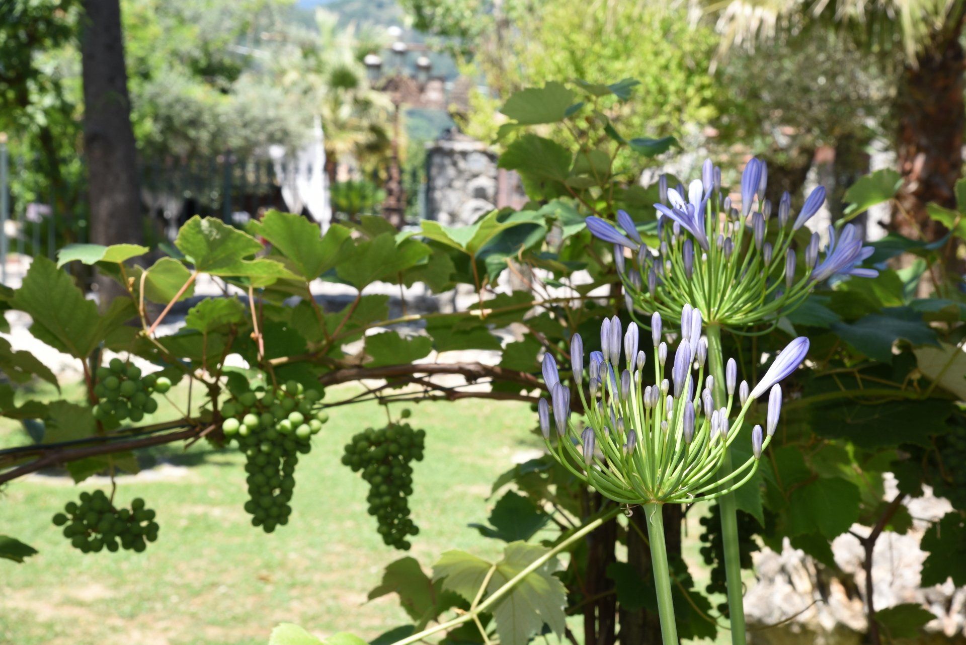 grappolo d'uva pende da una vite con fiori viola in primo piano
