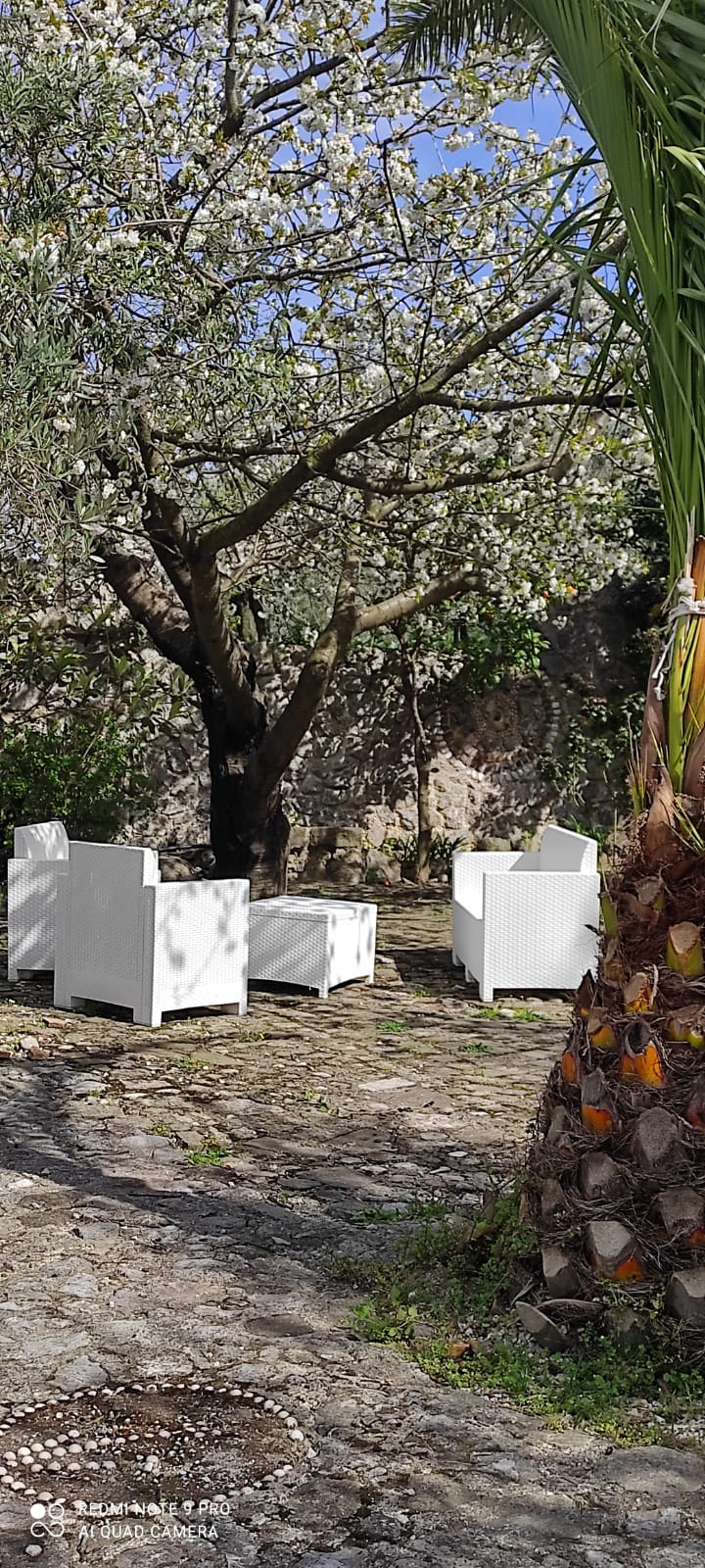gruppo di sedie bianche sotto un albero