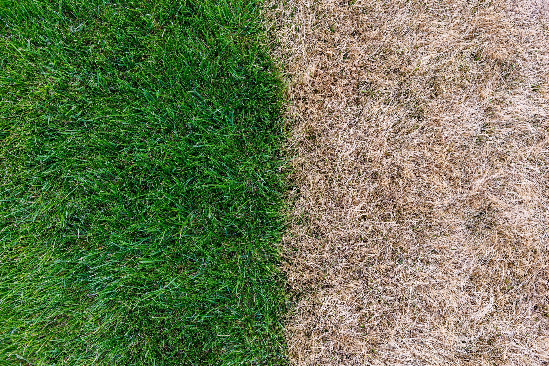Green grass beside a dry brown patch, showing a clear contrast in lawn condition