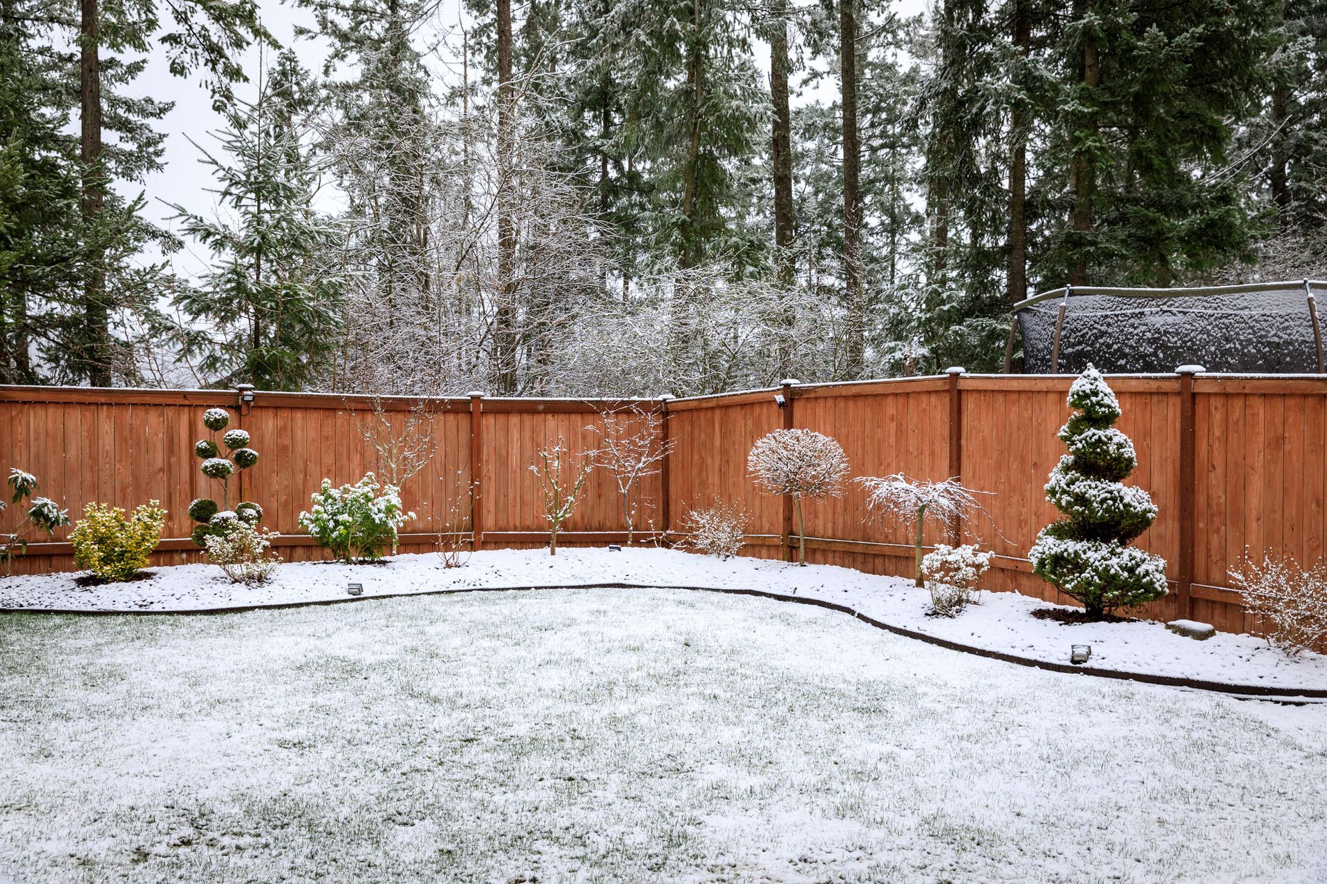 winter freeze on plants