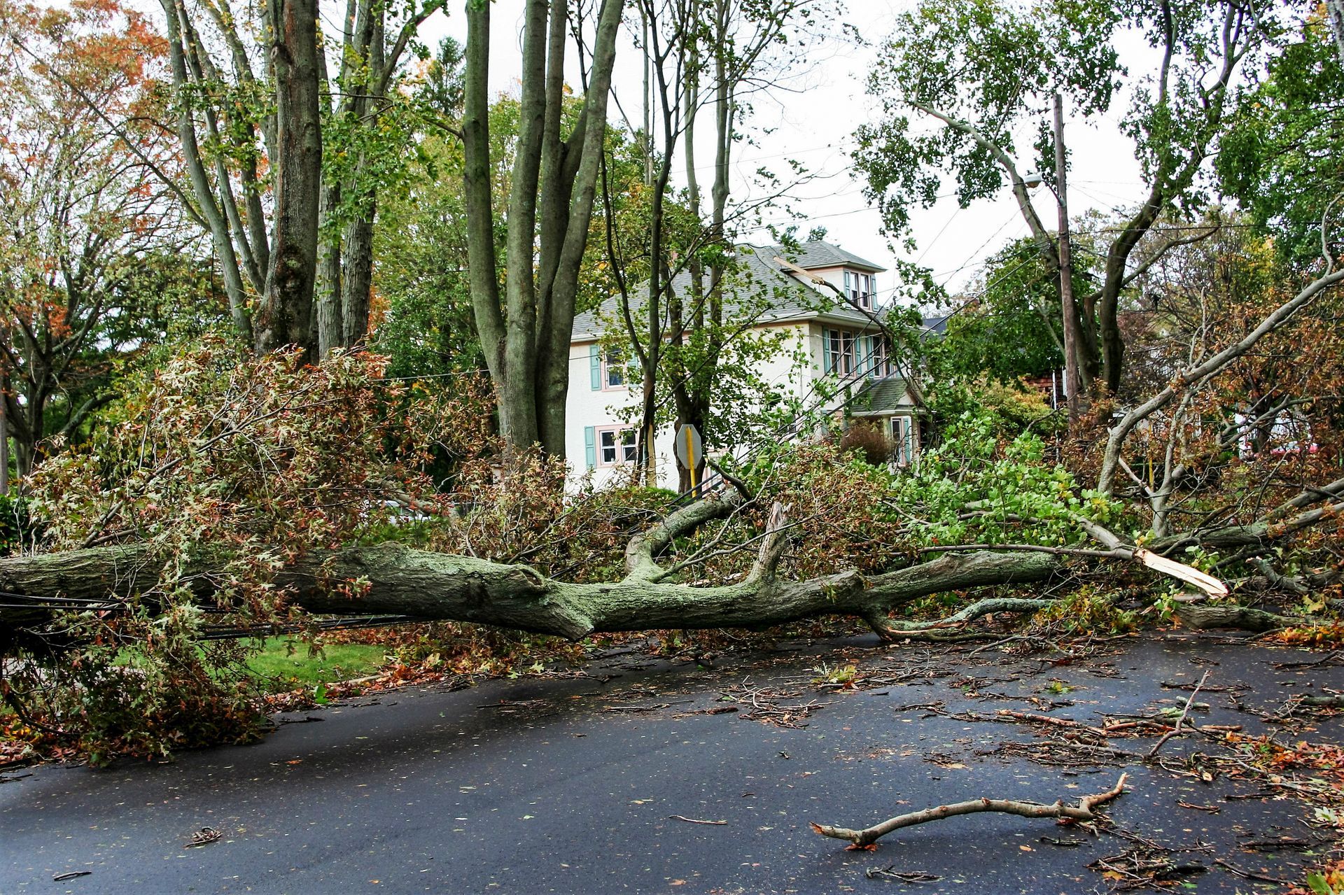 Fallen tree blocking a road in front of a house, debris scattered on asphalt.