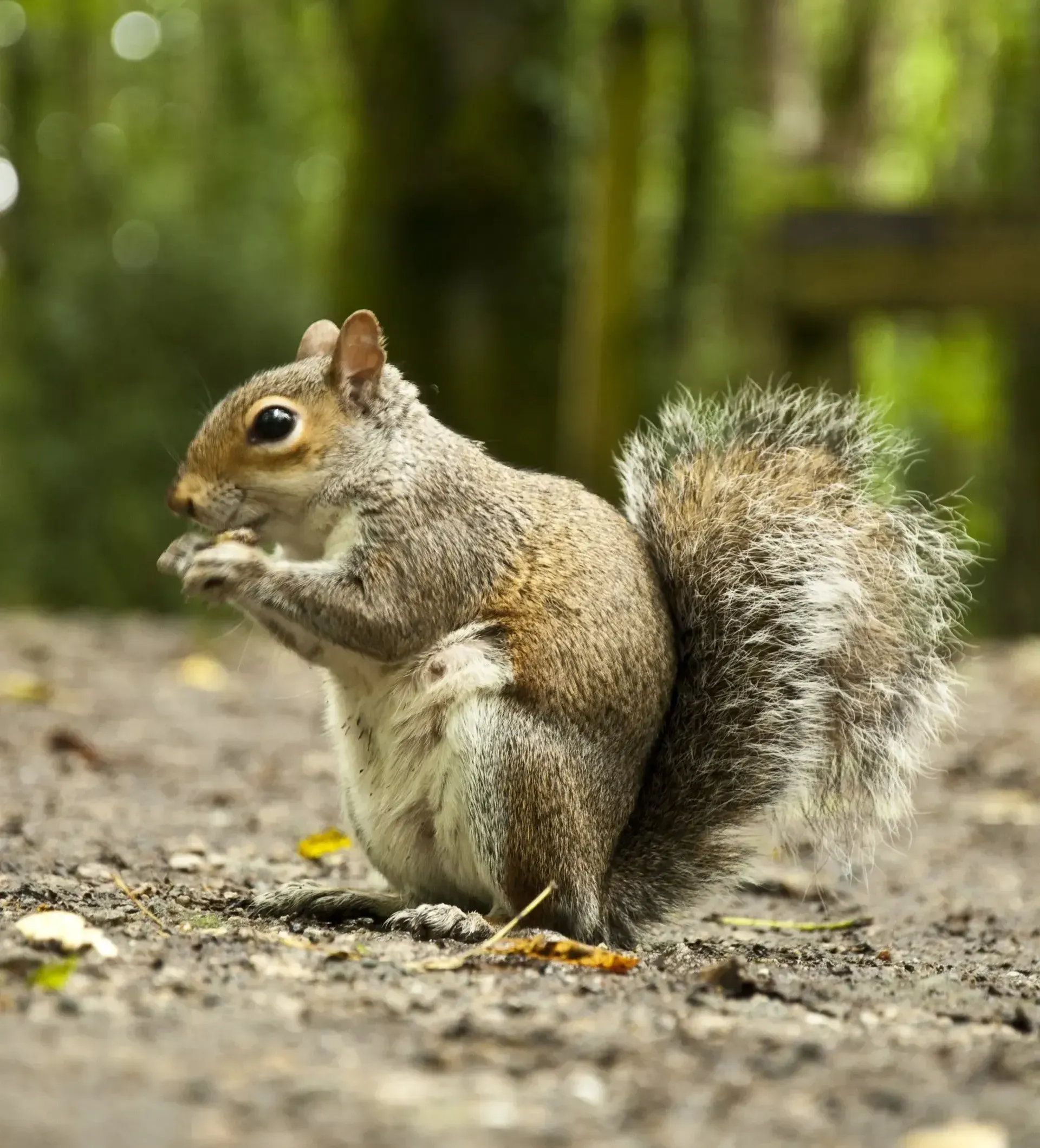 wildlife removal new port richey fl wildlife removal new port richey fl