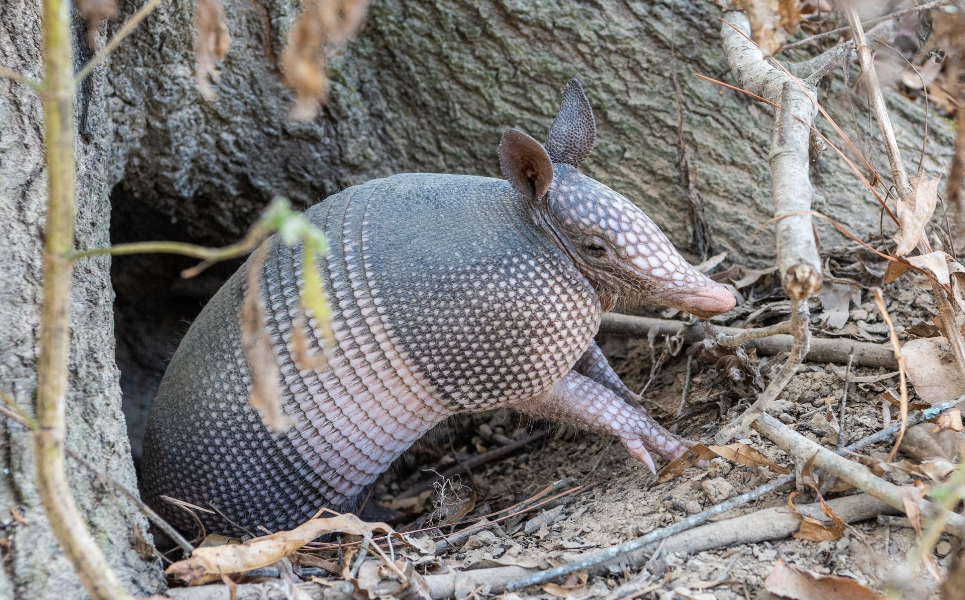 armadillo removal new port richey fl