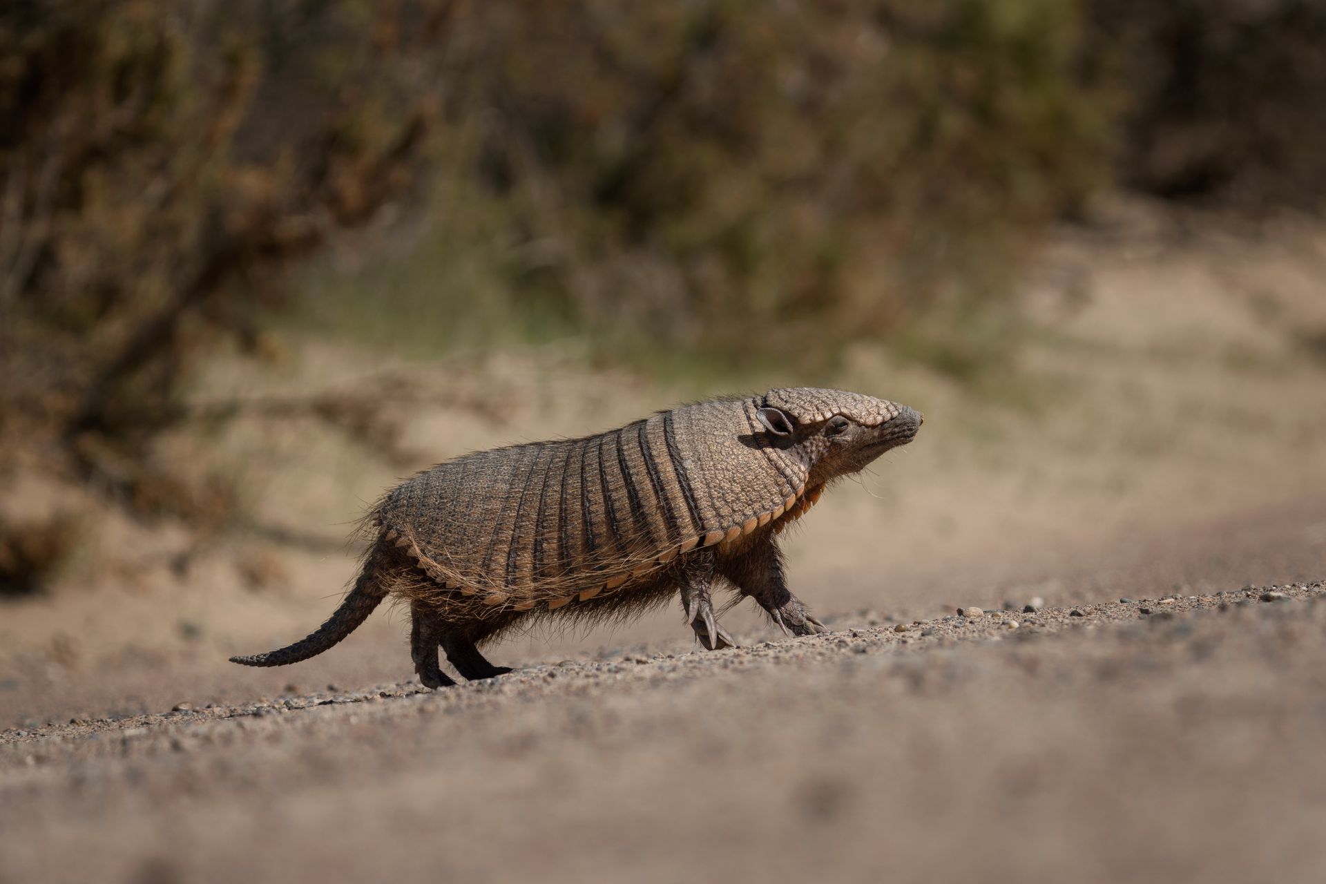 wildlife control services near me wildlife control services near me