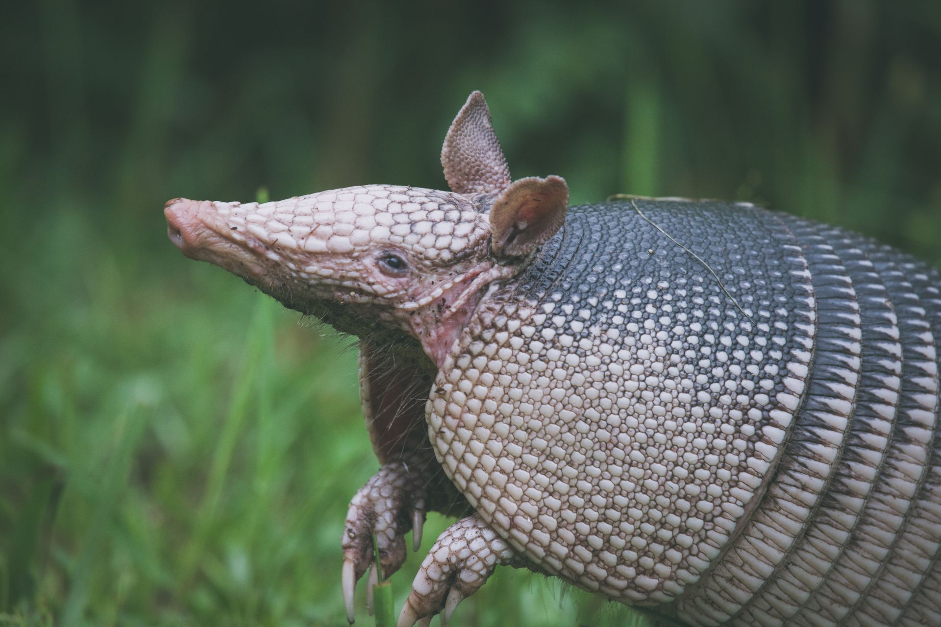 armadillo control and removal new port richey fl