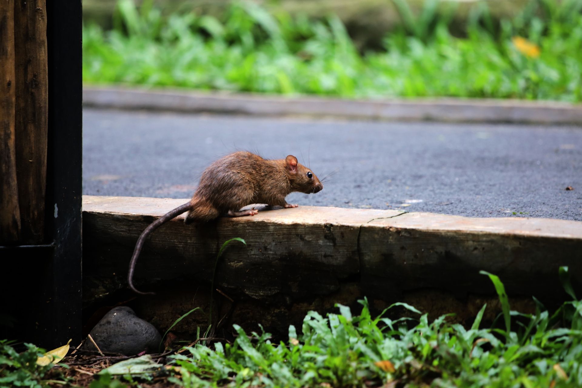 rat & mice control and removal new port richey fl