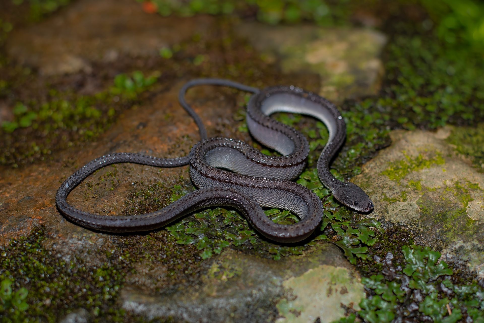 snake removal new port richey fl