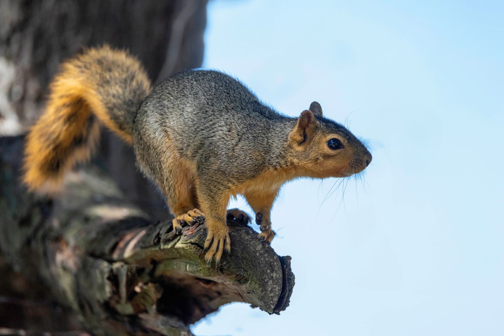 squirrel control and removal near me