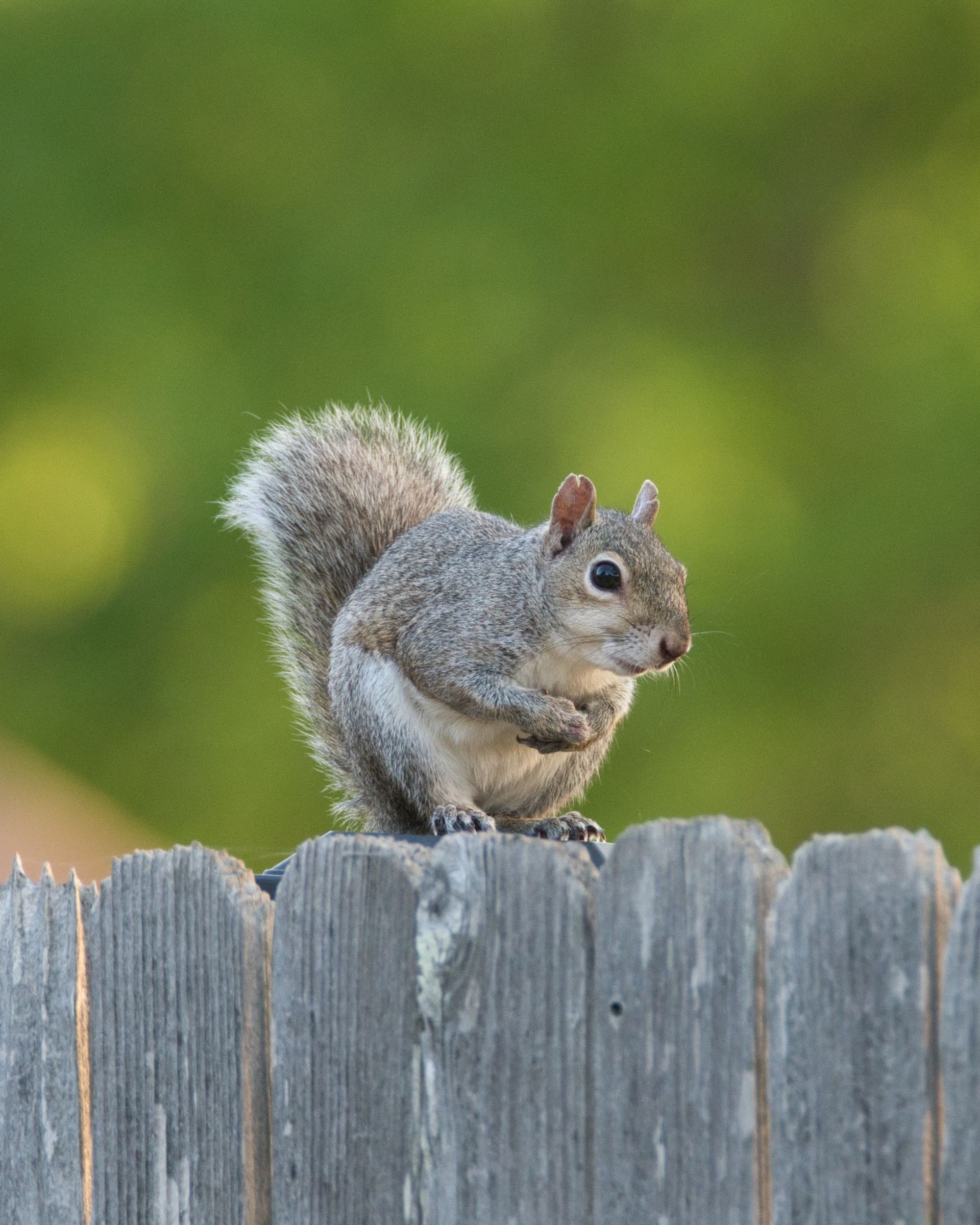 squirrel control and removal new port richey fl