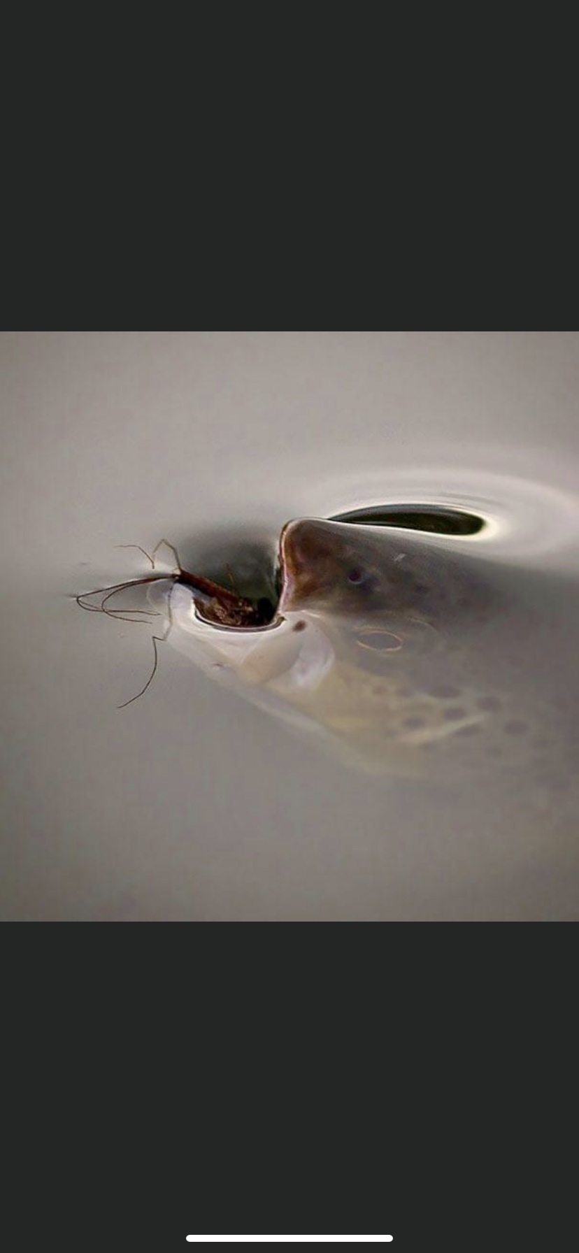 A spider is crawling out of a hole in a sink.