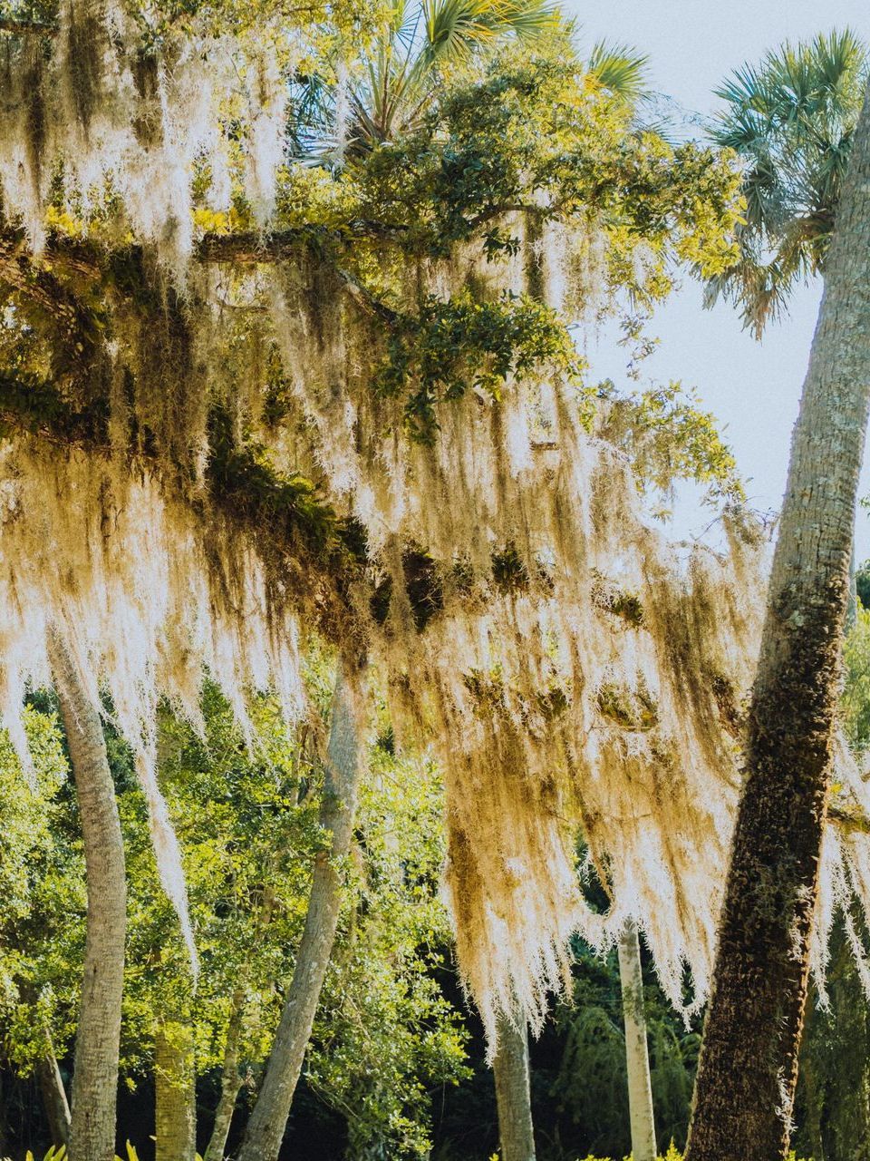 A tree branch with green leaves against a white background