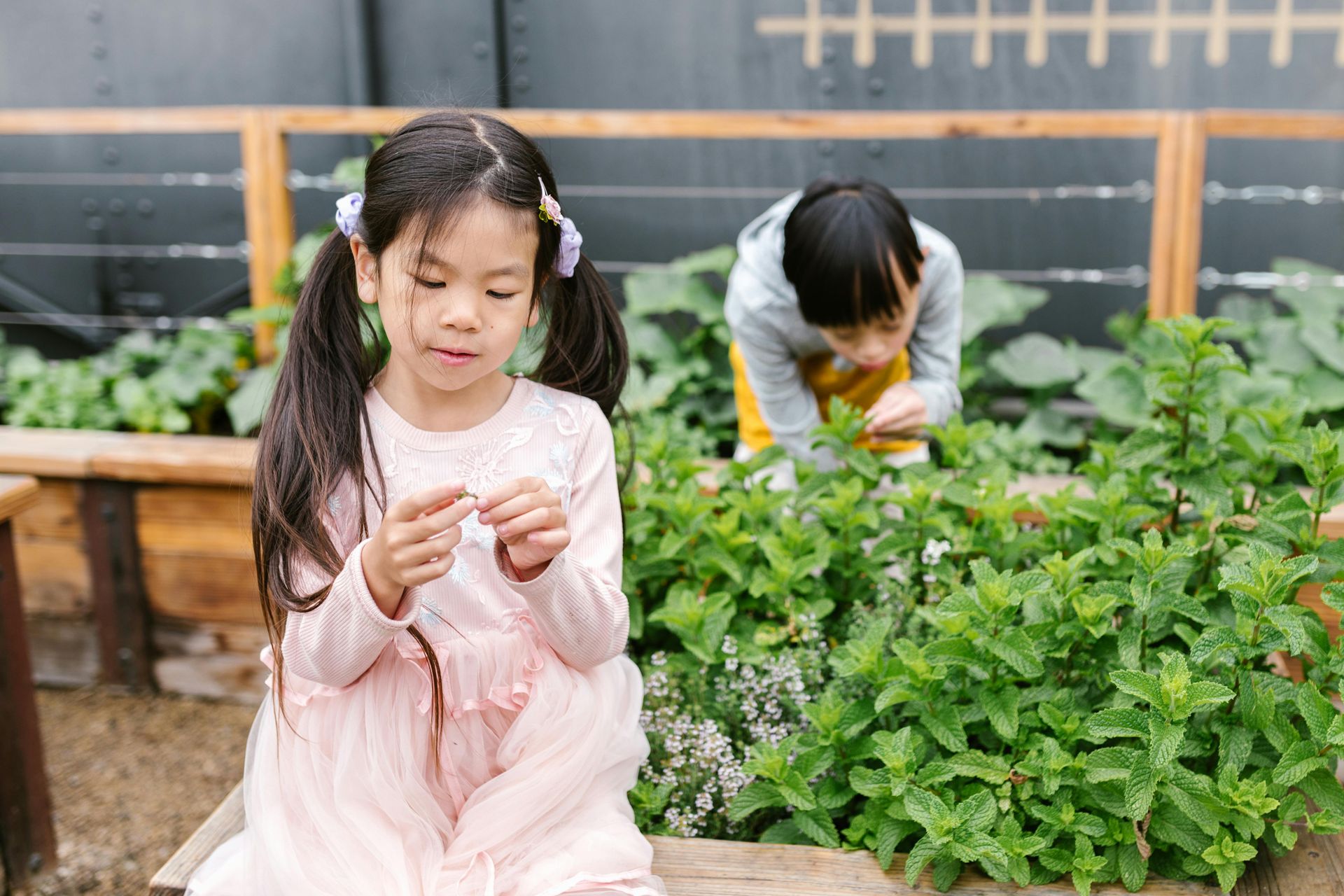 Two little girls are picking mint leaves in a garden.