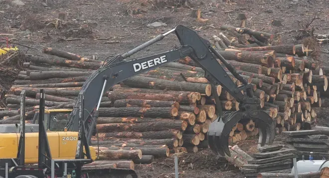 Showing an excavator removing the remnants of cut down tree trunks. From the Mason Ridge property in Denville.