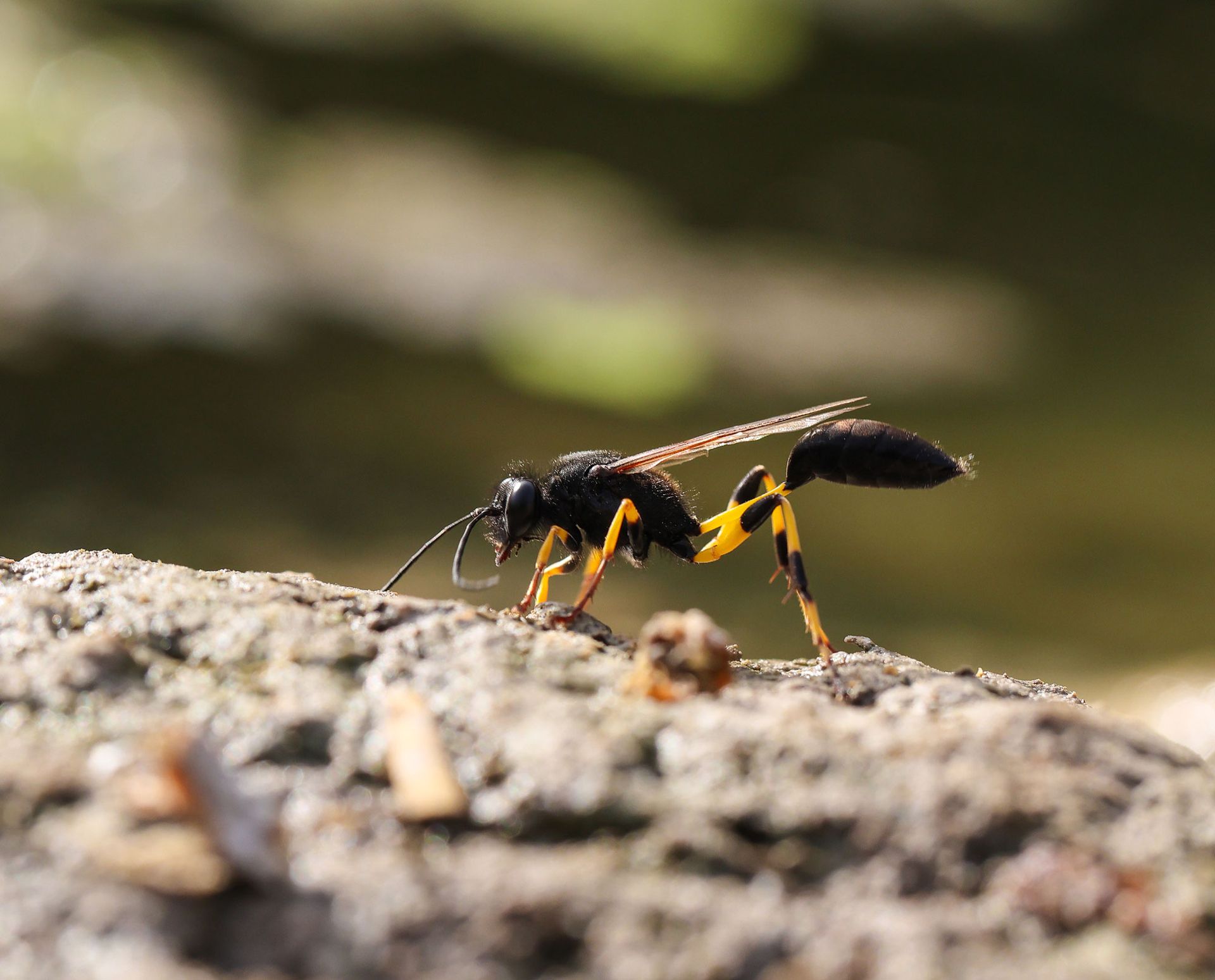 A black and yellow wasp is walking on a rock.