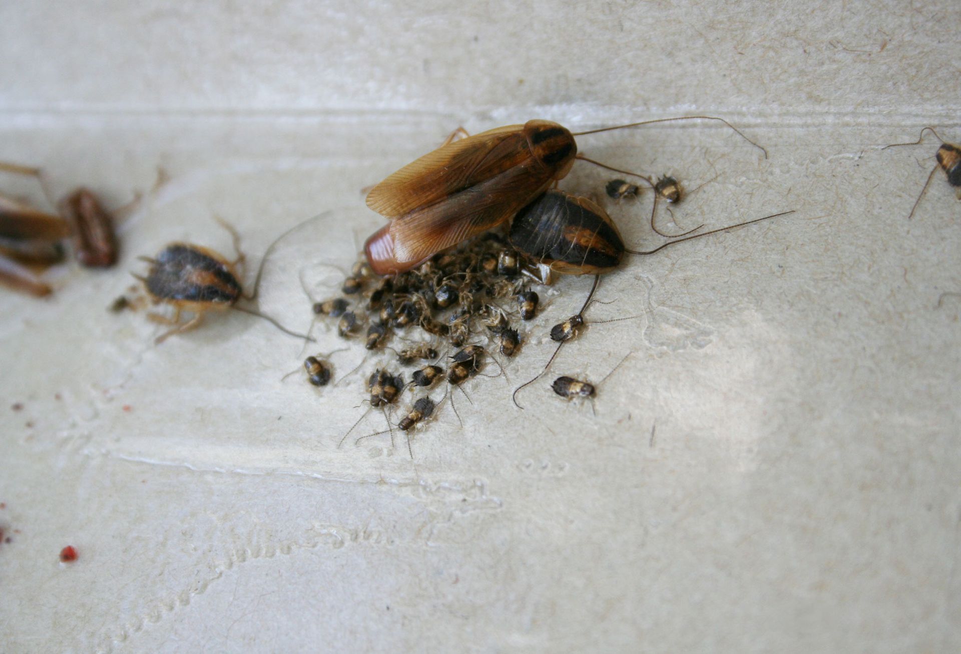 A bunch of cockroaches are laying on a white surface.