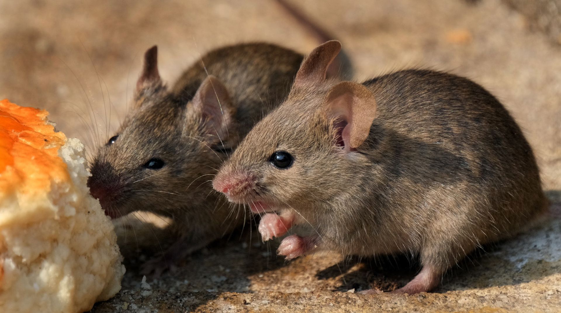 Two mice are eating a piece of bread on the ground.