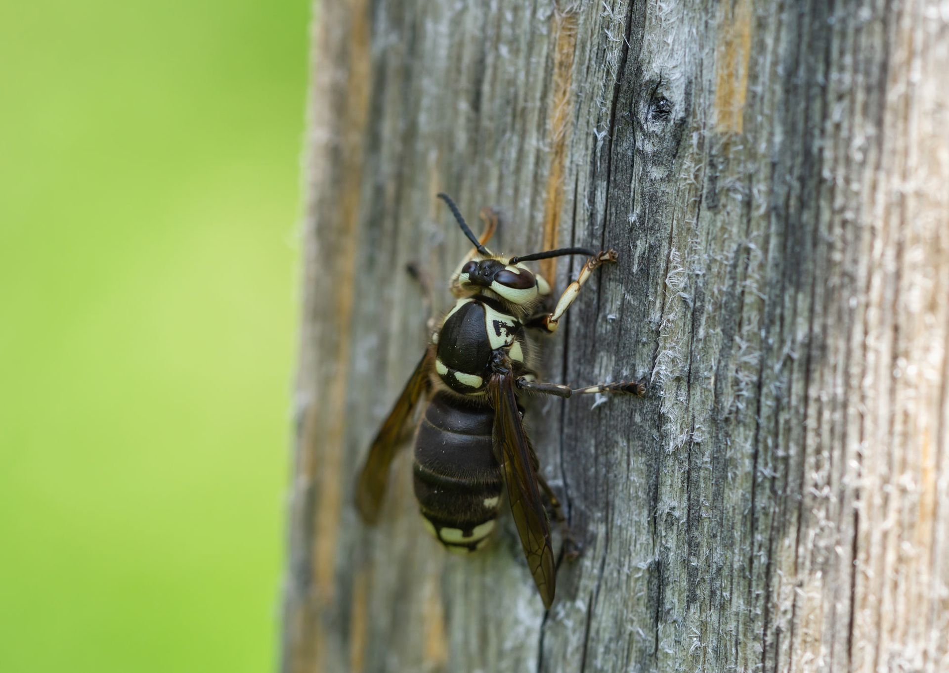 A wasp is sitting on a wooden post.