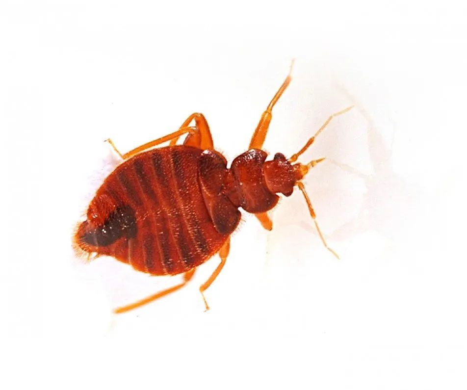 A close up of a bed bug on a white background