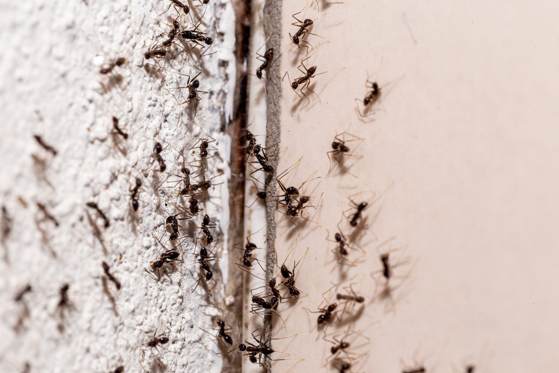 A bunch of ants are crawling on a wall.